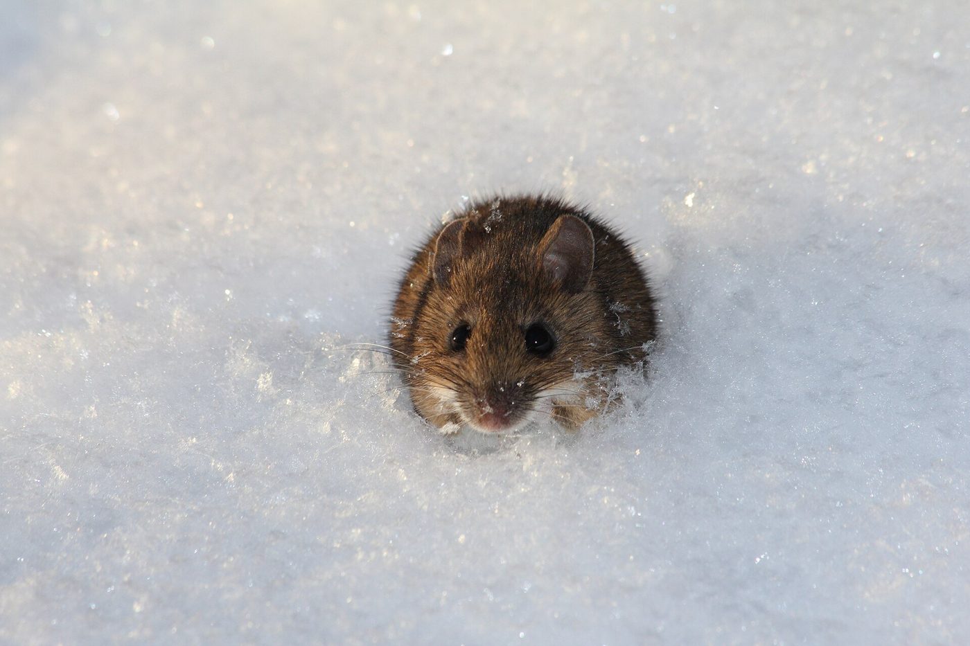 A small mouse peeking out of snow in winter