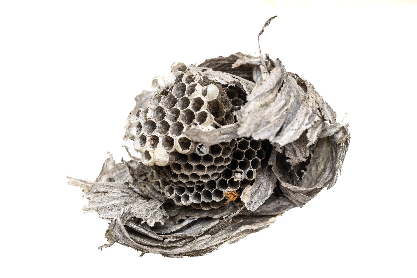 An old, torn paper wasp nest
