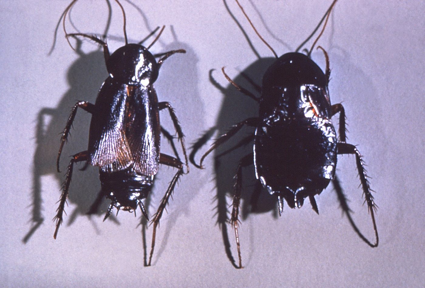 Two dark oriental cockroaches, a male and a female