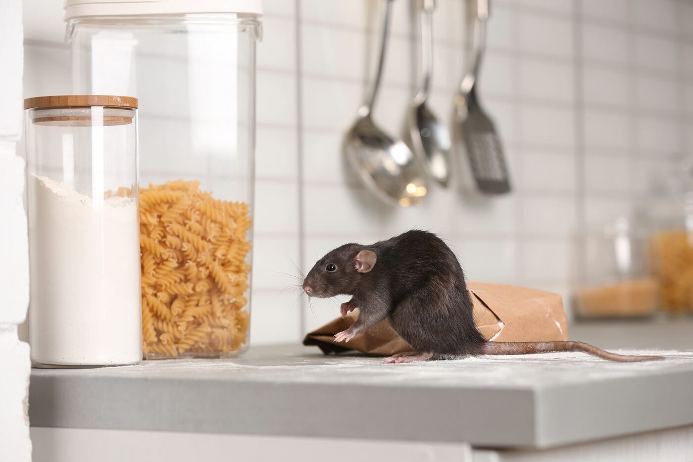 A rat on a kitchen counter beside stored dry goods