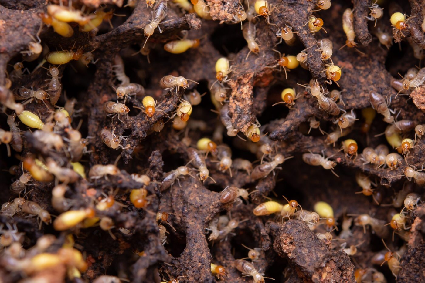 Subterranean termite workers and soldiers moving through their tunnels