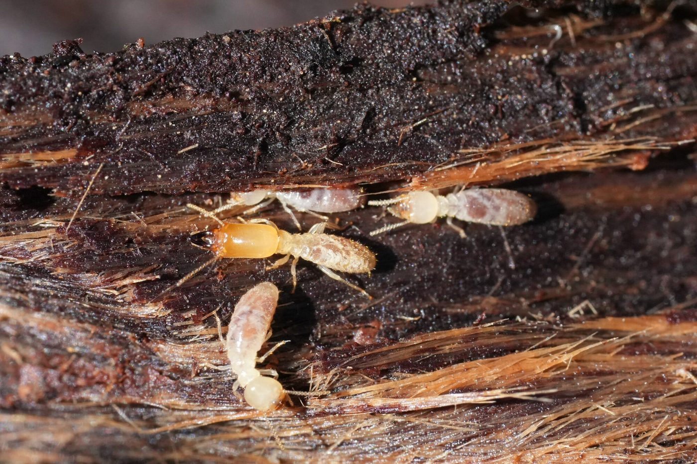Termites tunneling through the inside of a piece of wood
