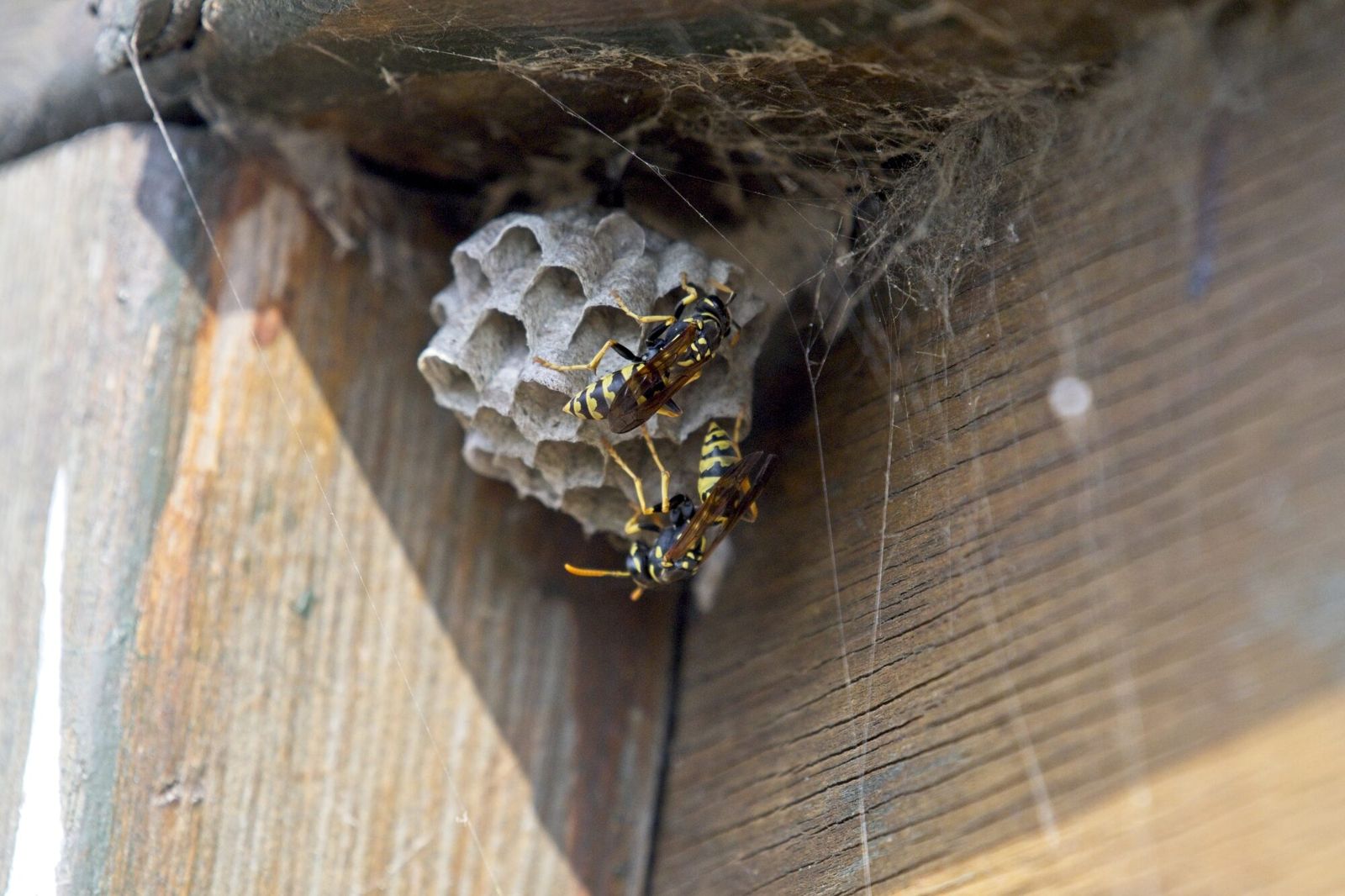 Paper wasps building a small nest under wooden eaves