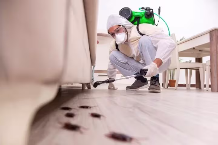 Pest control technician using a backpack sprayer to treat beneath a couch during professional bed bug treatment